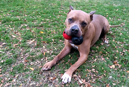 In Home Dog Training